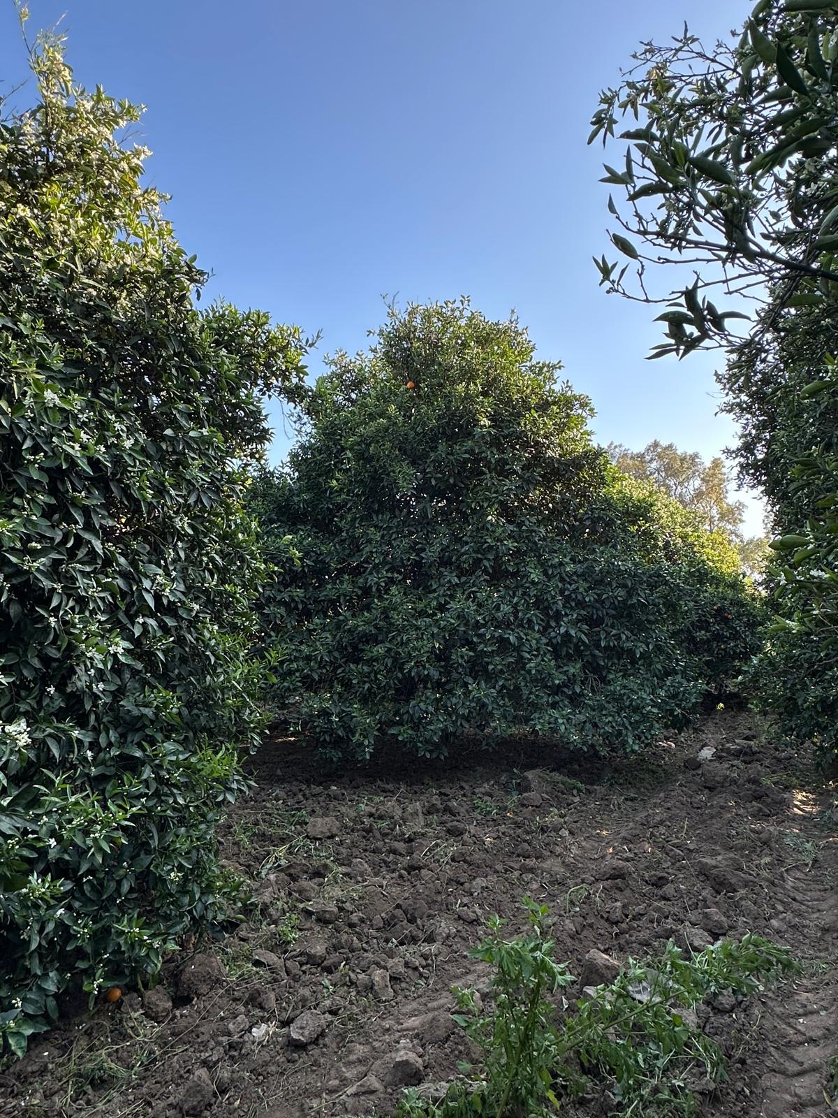 Premium Agricultural Land by the Sea in Kemer – Antalya